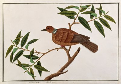 Turtle Dove, Tookoo-Kore, from Drawings of Birds from Malacca, c.1805-18 by Chinese School